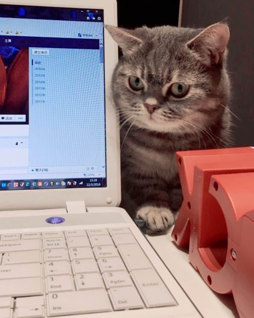 Little & Miloさんのインスタグラム写真 - (Little & MiloInstagram)「( ⁽❛⁾ː⁽❛⁾ )  Little: 用完電腦💻未？  #LittleMilo #短い手足 #munchkin #munchkincat Instagram: little_milo_munchkin https://m.facebook.com/i.am.little.milo」3月1日 22時08分 - little_milo_munchkin
