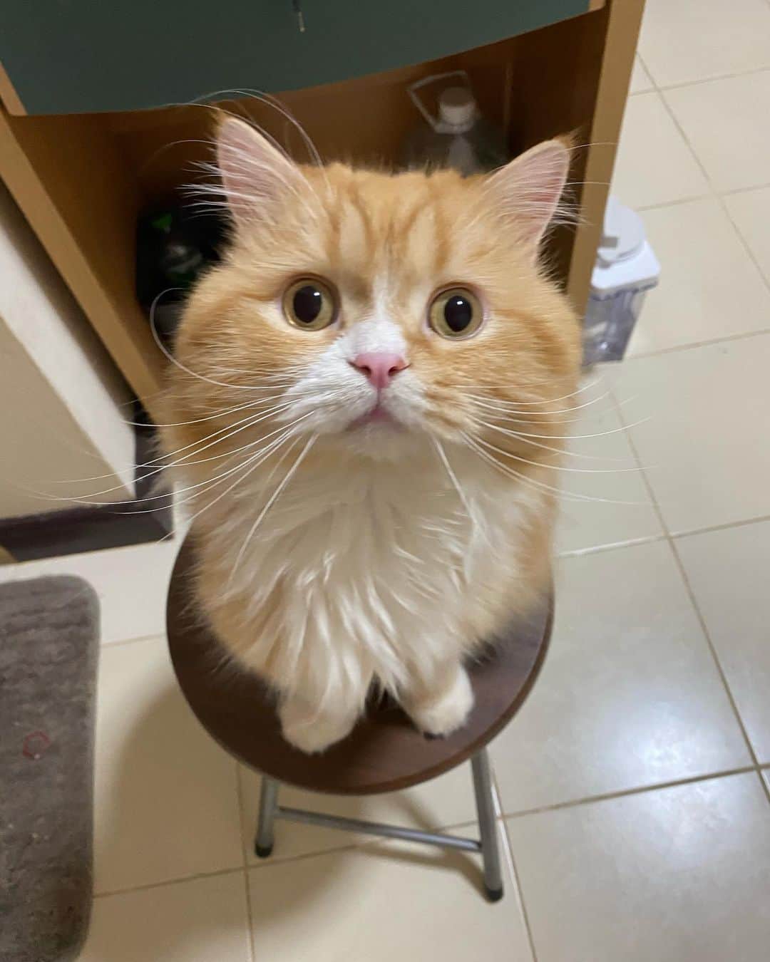 Haruのインスタグラム：「Just tell me what do you want? #น้องเอาไรจ้ะ #จองตาไม่กระพริบ」