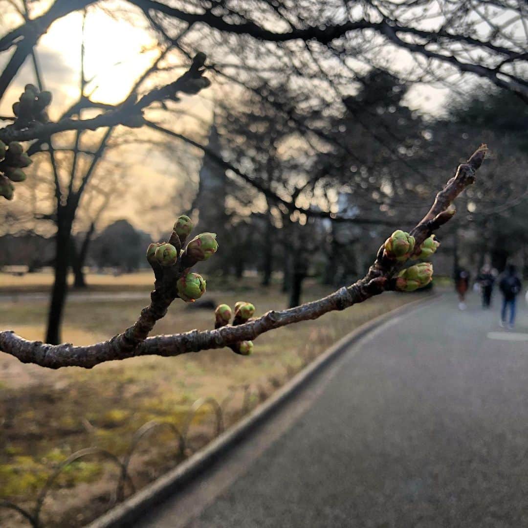 宇佐美進典のインスタグラム：「新宿御苑のソメイヨシノは蕾を大きく膨らませてた。桜の季節が楽しみ。　#新宿御苑　#桜　#ソメイヨシノ」