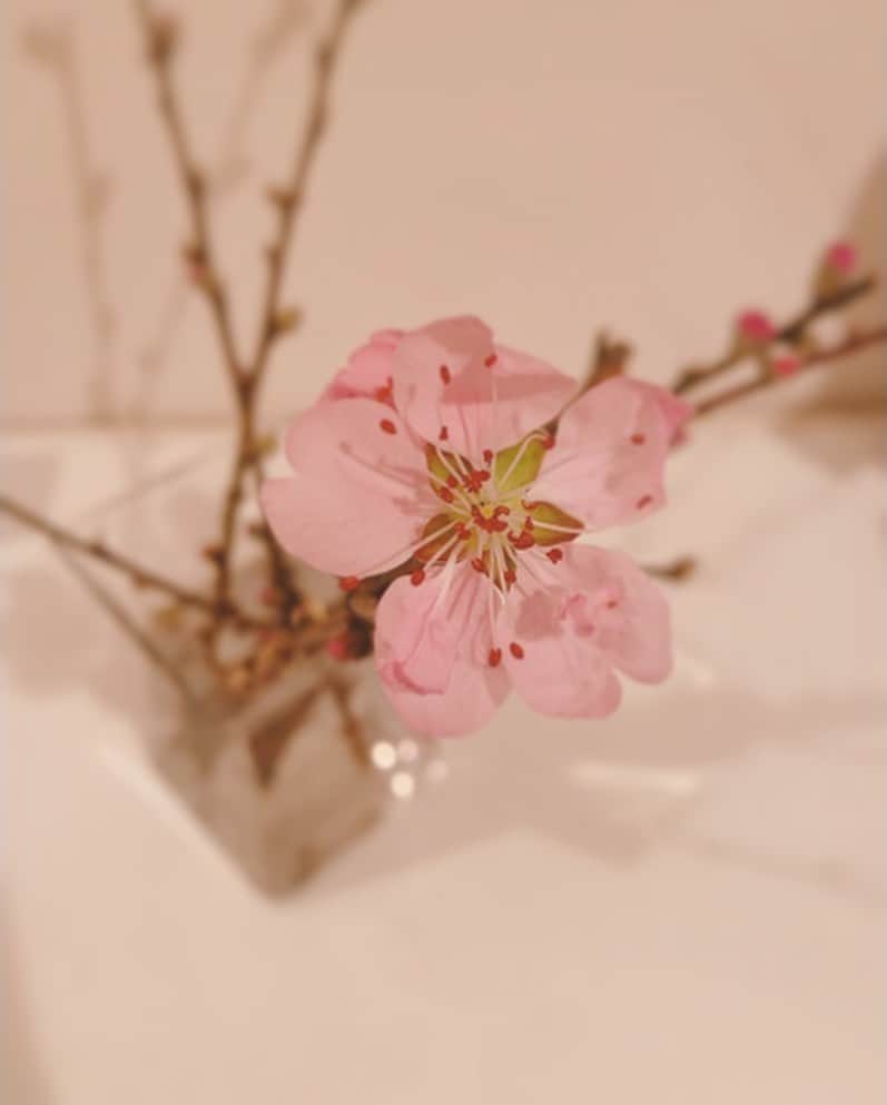前田ゆかのインスタグラム：「春の訪れ🌸  週末はたくさん眠りました😌 眠いのは春のせいもあるのかな？  疲れを溜め込まないためにも免疫を上げる食事と睡眠をたっぷり取ることで頭もクリアに！  スーパーに行くとないない…と騒がれていたお米やお水が補充されていて胸をなで下ろしました。 自分の目で確かめて最低限のことはやり心配しすぎないこと。  そして何より楽しいことを考えて笑うこ とも免疫力⤴️☺️ 3月も楽しもう〜🌸 #春 #spring」