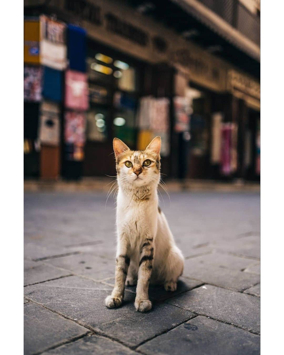 VuTheara Khamさんのインスタグラム写真 - (VuTheara KhamInstagram)「Inside the Old Souk, Dubai (2020) 🇦🇪 It's a series of pictures taken in the Old City of Dubai during Friday morning, focus street photography and candid shot. Which one do you prefer? . @burjeiffel4life #burjeiffel4life」3月1日 23時34分 - vutheara