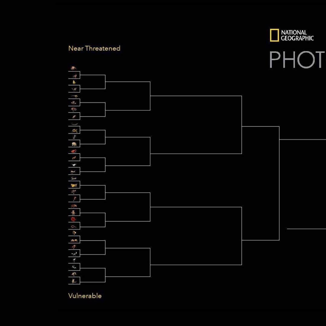 Joel Sartoreさんのインスタグラム写真 - (Joel SartoreInstagram)「March Madness is upon us, and this year, the Photo Ark is unveiling its very own month-long tournament! Throughout the month of March, we’ll be featuring head to head matches of a variety of species featured in the Photo Ark. By voting for your favorite species from each pair shown in our stories, you will determine which animals advance in the bracket. Images of the animals that make it into the final four will be a part of an upcoming print sale. For more details, or to see the updated bracket, click on the link in the Photo Ark Madness highlight on my page. Voting starts this Wednesday! #MarchMadness #PhotoArkMadness #PhotoArk #SaveTogether」3月1日 23時47分 - joelsartore