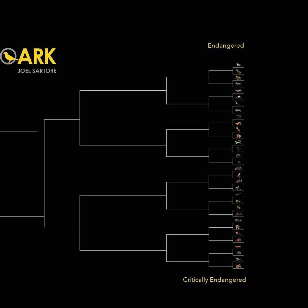 Joel Sartoreさんのインスタグラム写真 - (Joel SartoreInstagram)「March Madness is upon us, and this year, the Photo Ark is unveiling its very own month-long tournament! Throughout the month of March, we’ll be featuring head to head matches of a variety of species featured in the Photo Ark. By voting for your favorite species from each pair shown in our stories, you will determine which animals advance in the bracket. Images of the animals that make it into the final four will be a part of an upcoming print sale. For more details, or to see the updated bracket, click on the link in the Photo Ark Madness highlight on my page. Voting starts this Wednesday! #MarchMadness #PhotoArkMadness #PhotoArk #SaveTogether」3月1日 23時47分 - joelsartore