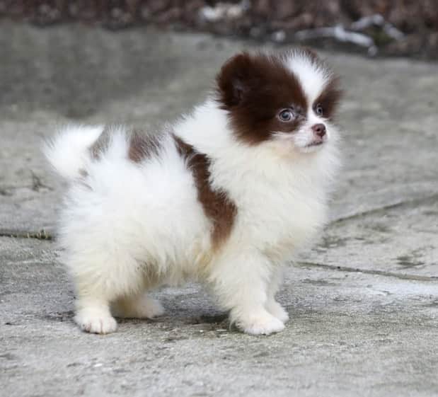 Puppy For Sale.さんのインスタグラム写真 - (Puppy For Sale.Instagram)「Не спешно ищет новый дом бело шоколадный мальчик #померанскийшпиц 😊❤️」3月2日 0時15分 - artsimpatiya