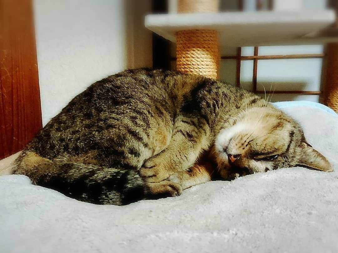 中田有紀さんのインスタグラム写真 - (中田有紀Instagram)「猫に癒される～🐈💕 #猫派 #やっぱり猫が好き #実家の猫 #半目で寝てる」3月2日 0時27分 - akinakada0508