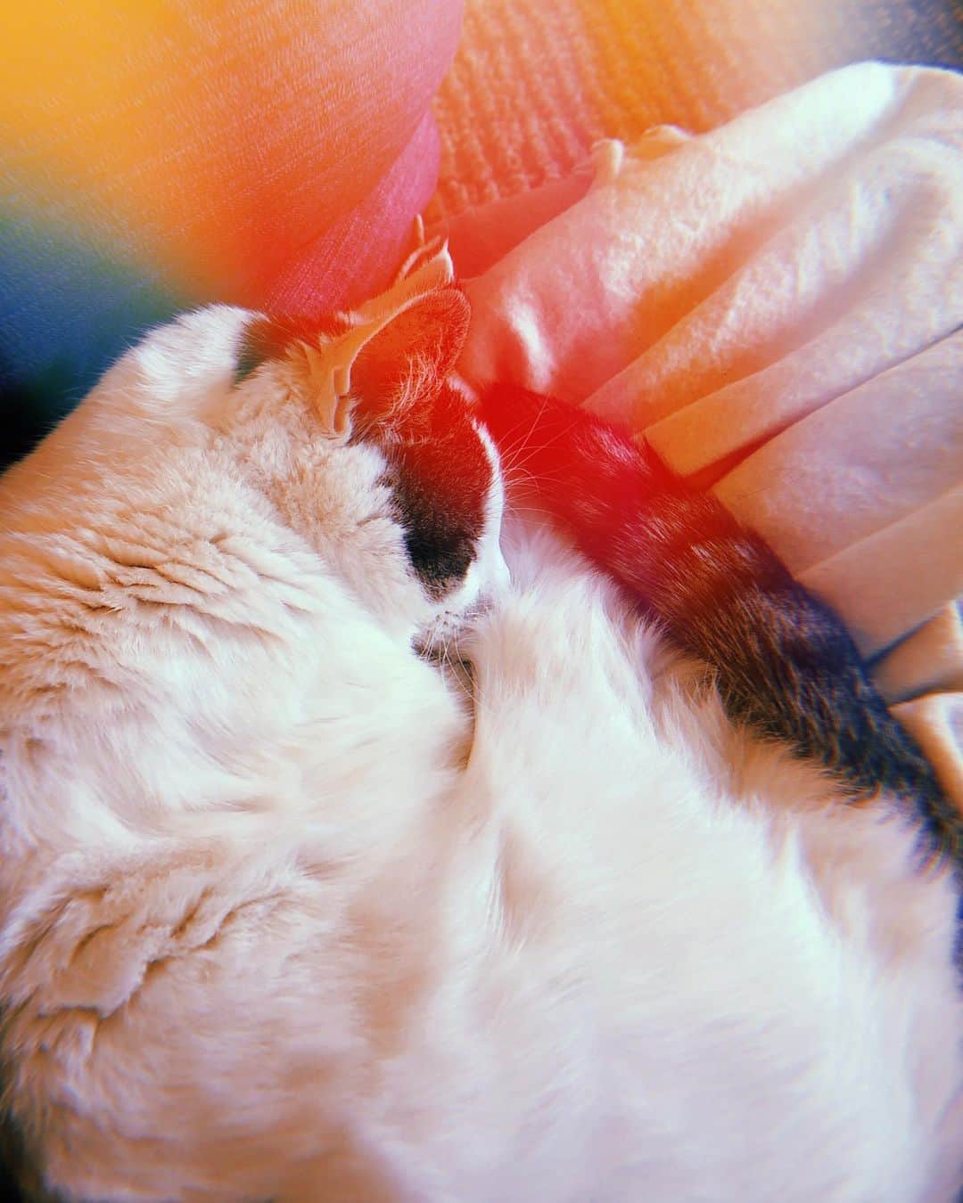 Grace Bonneyのインスタグラム：「On Friday afternoon, we said goodbye to our sweet boy, Turk. It’s hard to find the right words or feelings to settle on right now. Everything feels so surreal and like I’m living under water. But I feel grateful for the 17 years we had together. So many moves and changes and laughs and cuddles and spats and ups and downs. We thought we were going to lose him three years ago and, in a way, that was the greatest gift. I spent every day of the last three years being present, soaking up every kiss and head rub and funny Turk flop that happened. I took *nothing* for granted with him. And I guess I can’t really ask for more. He knew how much we loved him. And letting him go when he was so uncomfortable was the last bit of love we could show him. I’m so grateful for our vet who gave him a little eulogy as we all sat together. It was a tiny moment of grace for our tiny prince. Our home will not be the same without him. And I miss him so much it physically hurts. But I know he’s not in any pain any more and that is what matters most. Thank you for the best 17 years, little bug. You were the best friend a girl could ask for. Turk Bonney Turshen 2002-2020 ♥️」