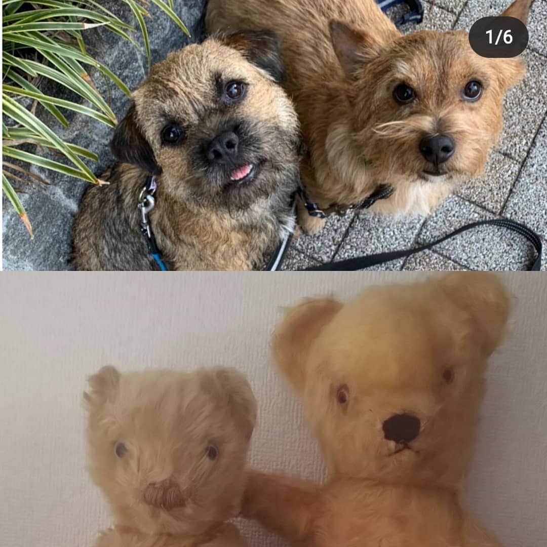 タンゲクンのインスタグラム：「アンティークテディベア🐻って ぜったい作者のこう言う子達がモデルだとつくづく思う 🐕️ きなこ組33号のロビン宅 みんな個性的で素敵ですよ  二枚目は遊び疲れて爆睡自室の 昨日の旬氏  #ノーリッチテリア #ボーダーテリア #にて隊 #ほぼ日」