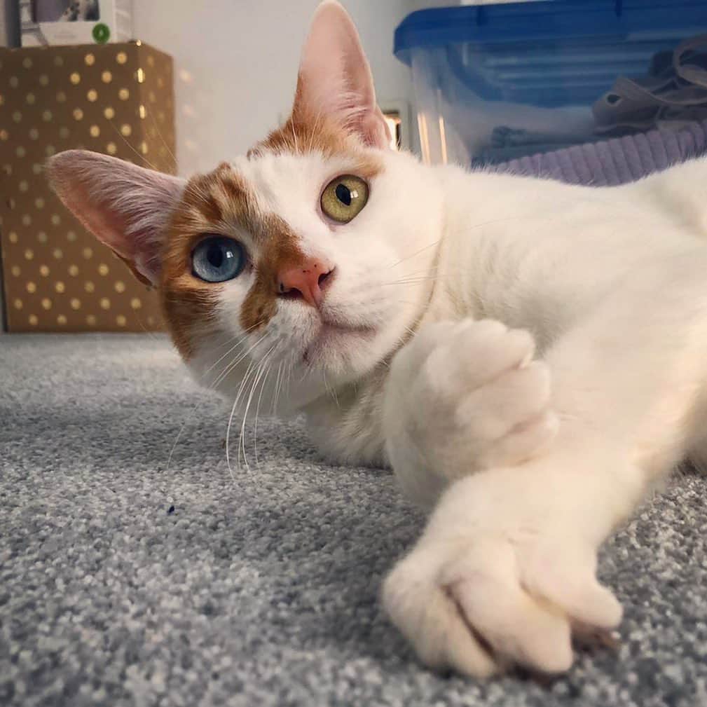Richard Kittyのインスタグラム：「Richard is doing really great with the move to the new house! A lot of curious exploration and rolling around on the carpet.」