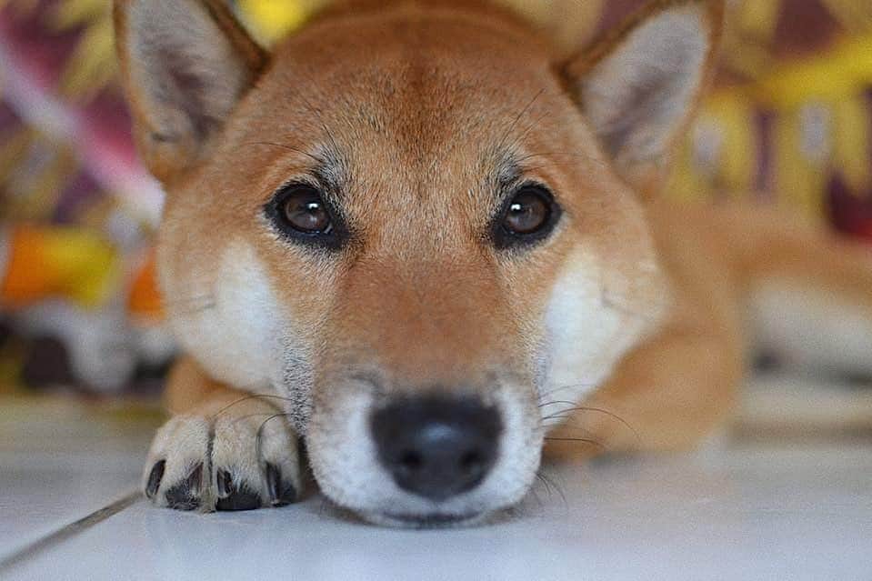 じぇっとさんのインスタグラム：「cutie face💗」