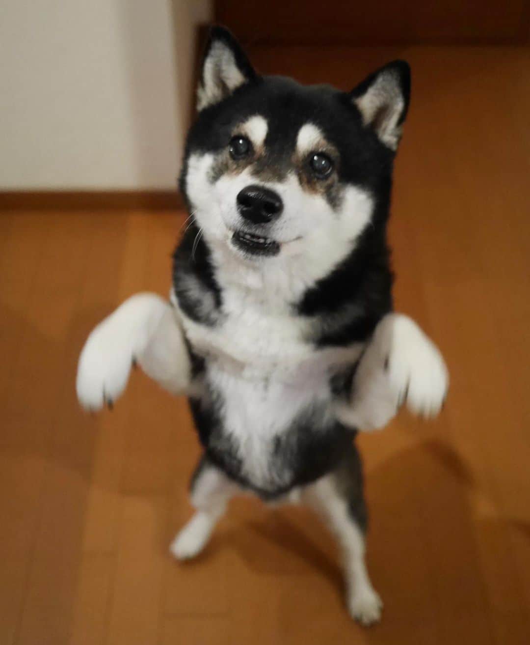 のインスタグラム：「朝んぽ後の煮干し🐟 #おばけ手 #二足歩行犬 #煮干し大好き犬 #kuroshiba #blackshiba #shibainu #shibastagram #instadog #dogstagram #柴犬 #黒柴 #黑柴 #日本犬 #和犬 #シニア犬 #癒し犬 #いぬら部 #ふわもこ部 #柴犬部 #モフモフ生命体 #柴犬のいる暮らし #柴犬のいる生活 #柴犬と一緒 #わんこのいる暮らし #わんこのいる生活 #わんこと一緒 #わんダフォ #わんだふるJapan」
