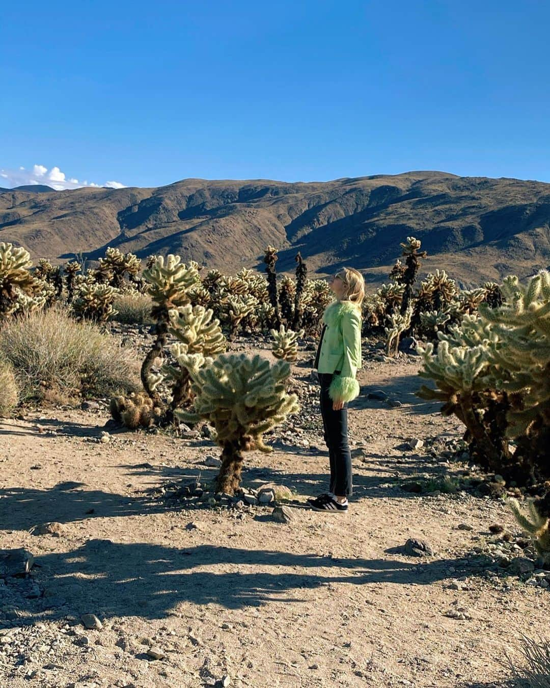 のインスタグラム：「Cowboy Land🌵 #goestonatureonce #cacti」