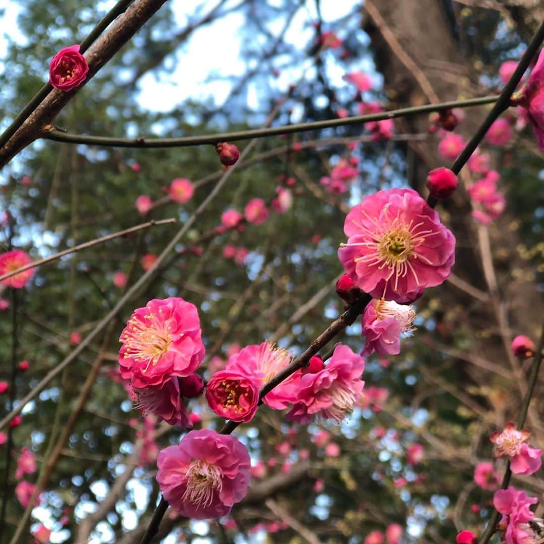 吉田仁人さんのインスタグラム写真 - (吉田仁人Instagram)「久しぶりの投稿になりますな。﻿ ﻿ 3月になりました…﻿ これからだんだん暖かくなっていくんだろうけど、﻿ まだその気配が無いですね。寒いです。﻿ ﻿ そして寝てる時に踏んでしまったのでしょうか。﻿ メガネが曲がったようで、耳が削がれそうです。﻿ ﻿ #吉田仁人 #MILK」3月2日 13時57分 - yoshida_jinto_milk
