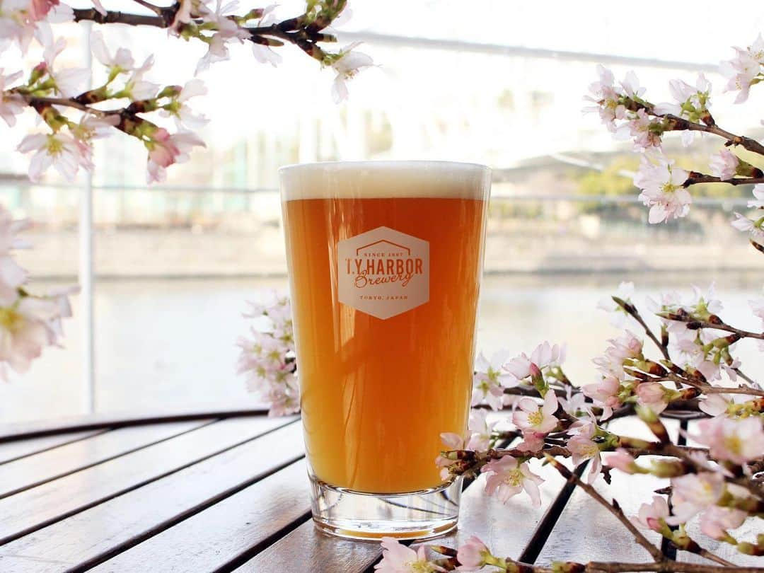 TYSONS&COMPANYさんのインスタグラム写真 - (TYSONS&COMPANYInstagram)「・ ＜SAKURA -Norwegian blossom-＞ 今年の桜ビールはノルウェー発祥のイーストを使用した、SAKURA -Norwegian blossom-。 桜が心地よく香る、米粉とオーツモルトで口当たり柔らかに仕上げた1杯は、 まるで和菓子のような繊細さも感じられます。春を感じる美しいひとときとご一緒に。  #ティーワイハーバーブルワリー #クラフトビール #ビール #シーズナルビール #季節限定醸造 #桜 #テラス #ウォーターフロント #天王洲 #東京 #メイドイントウキョウ #タイソンズアンドカンパニー #sakura #sakurabeer #tyharborbrewery #beer #seasonalbeer #craftbeer #rumbeer #tennoz #shinagawa #tokyo #madeintokyo #tysonsandcompany」3月2日 8時49分 - tysonsandcompany