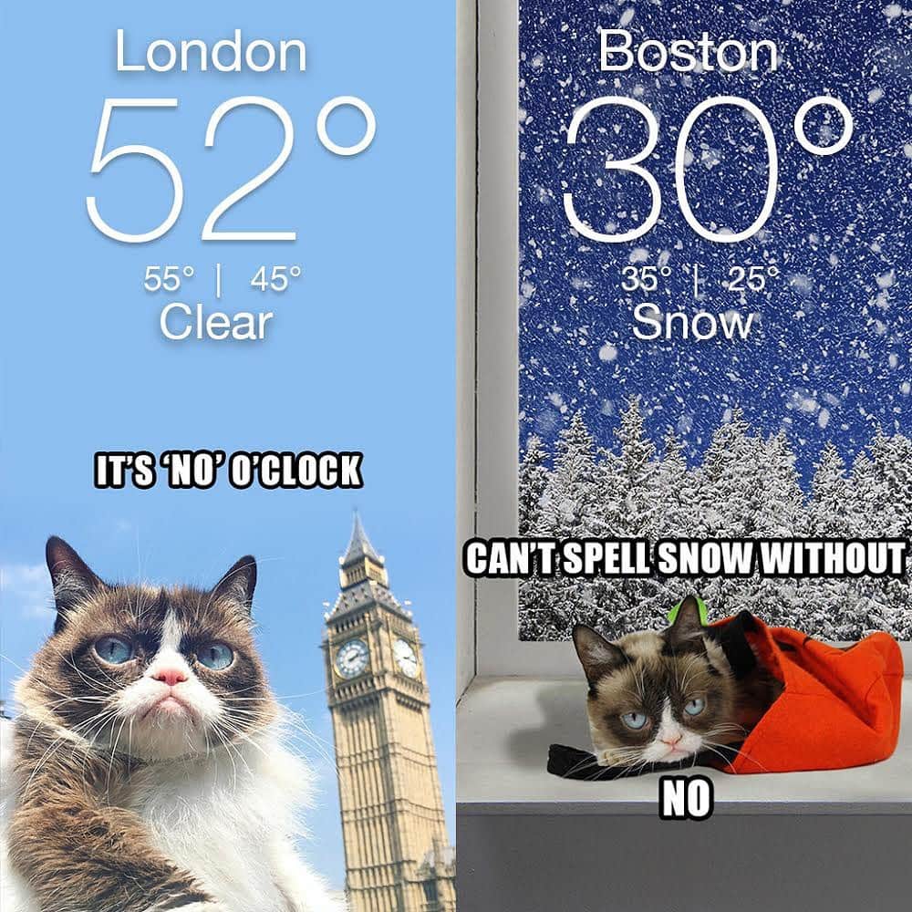 Grumpy Catさんのインスタグラム写真 - (Grumpy CatInstagram)「The weather is awful. Always. The Grumpy Cat Weather App has been updated with tons of new photos and memes! Available NOW for iOS and Android at https://grumpy.cat/Weather (Link in bio) #weather #rain #snow #sunshine #sunnyday #sunset #fog #weatherreport #grumpycat #grumpy」3月2日 10時34分 - realgrumpycat