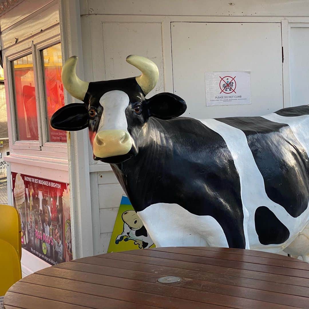 シアラ・ブラヴォのインスタグラム：「cows i saw abroad. (last picture is from artist  hassan khan)」