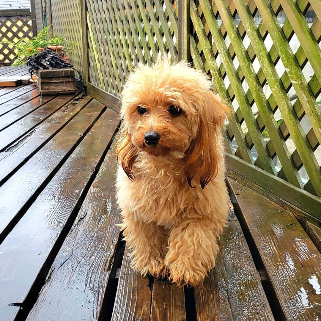 布川敏和さんのインスタグラム写真 - (布川敏和Instagram)「雨降りだけど, バルコニーに出たがる, プティー姫～！」3月2日 11時24分 - fukawatoshikazu