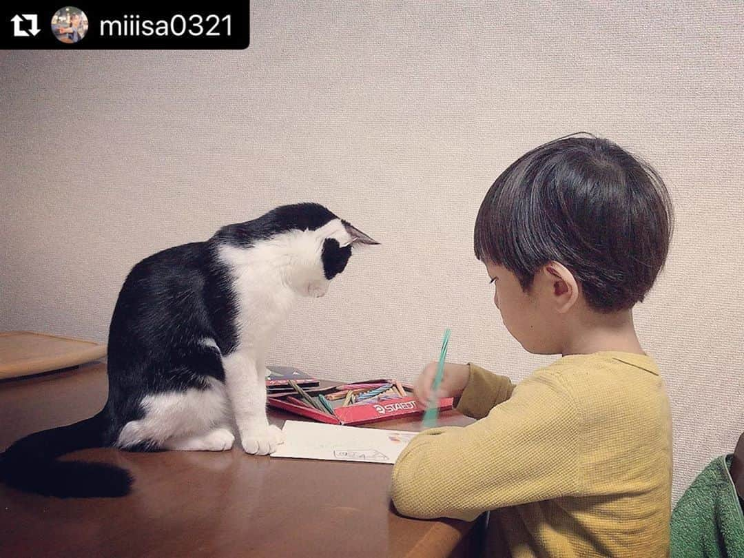 ねこさんのインスタグラム写真 - (ねこInstagram)「@miiisa0321 さん家の、ハチワレ猫むっちゃんと息子くんのキヨちゃん😍🤚🏻💕2人で仲良くお絵かき中♫うーん、可愛いっ😖❤️❤️ #Repost @miiisa0321 with @make_repost ・・・ ふたりでお絵描き✏️ #キヨむつ」3月2日 11時30分 - neko_magazine