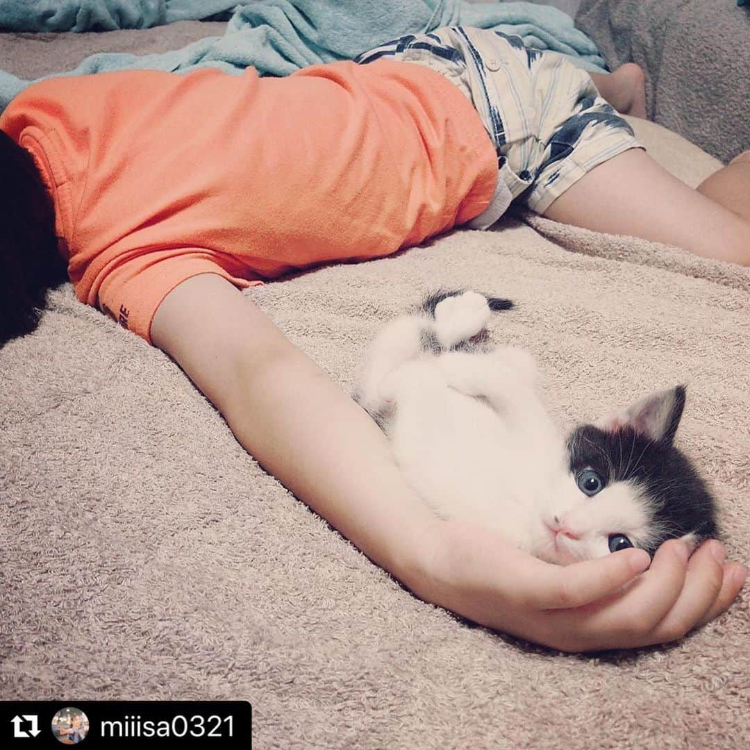 ねこさんのインスタグラム写真 - (ねこInstagram)「😂😂😂 キヨちゃんのおててにすっぽり収まる、むっちゃん❤️きゃわ〜😍😍😍 #Repost @miiisa0321 with @make_repost ・・・ すっぽり猫😂  #キヨむつ」3月2日 11時32分 - neko_magazine