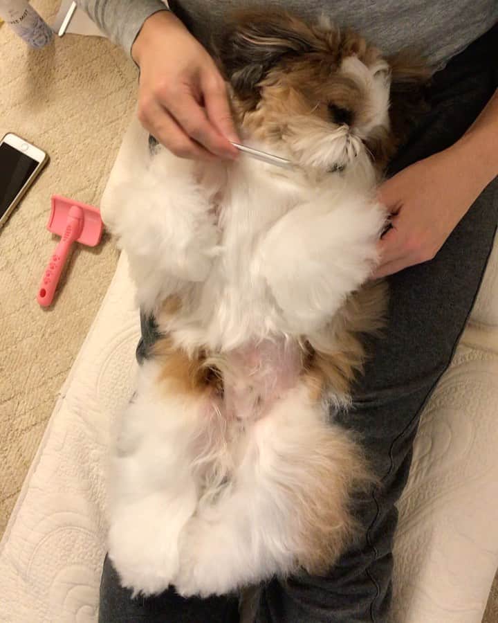 水嶋はちのインスタグラム：「Set my hair 😪😴😪😴 * * 仕上げのコーミングがすごくすごく心地良くてネンネしているボクです😪😪 * * #はち #HACHI #シーズー大好き部 #イヤイヤしないので助かります」