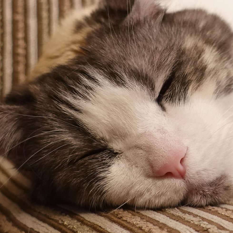 北剛彦のインスタグラム：「「落ち着きなさいな」  #今日のちび様  #猫 #ねこ #ネコ #cat #ねこ部 #みんねこ  #それゆけペラリーマン」