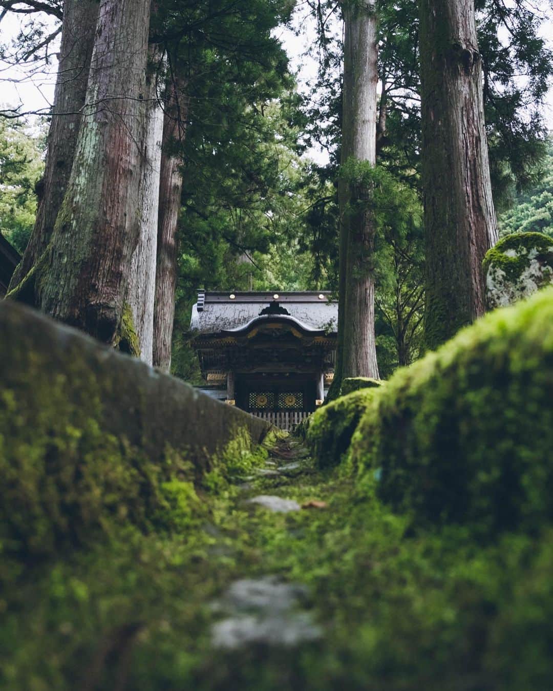 Yuma Yamashitaのインスタグラム：「Moss #inspirationcultmag #hellofrom Fukui Prefecture」