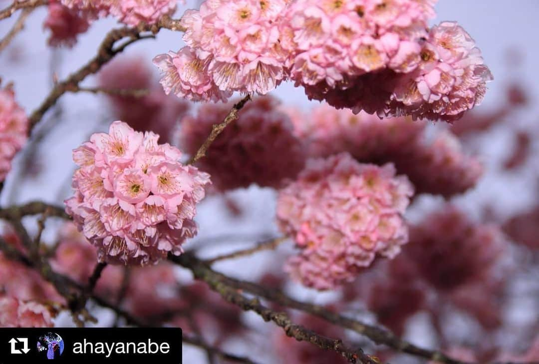 西条市さんのインスタグラム写真 - (西条市Instagram)「春のパワーを感じに行こう！﻿ ﻿ ﻿ 宮田鉄工さん（丹原町池田）の桜は誰でも見に行けるんよ。今からソメイヨシノまで、一か月くらいお花を楽しめそう🌸﻿ ﻿ 宮田鉄工さんからのお願い﻿ 「お車は敷地内の駐車場をご利用ください。看板を出してる、工場内通路は通らないでくださいね」﻿ とのことでした。﻿ ﻿ なかなか気持ちが落ち着かんけど、﻿ マナーを守って、花の季節を楽しもう😊﻿ ﻿ ﻿ 📍アクセス﻿ 宮田鉄工株式会社﻿ 愛媛県西条市丹原町池田1004-1﻿ ※土日も入場可◎﻿ ﻿ ﻿ #西条さくら #西条市花だより﻿ ﻿ Repost @ahayanabe with @get_repost﻿ ・・・﻿ 【ボンッボンッボンッ】﻿ *﻿ 初めて見た椿寒桜。花が固まって咲くのが特徴なのかな(・・?どうやら松山の椿神社にある木が原木らしい。もっと詳しく知りたいところ🤔敷地を開放してしていただいている宮田鉄工さんに感謝です！﻿ 2020.3月撮影。﻿ *﻿ [愛媛県西条市丹原町 宮田鉄工株式会社]﻿ #ファインダー越しの私の世界 #x8i #愛媛県 #愛媛 #西条市 #西条 #四国 #japan #setouti #カメラ男子 #カメラ友達募集 #海賊フォト #みつけタグラム #  #ehime #shikoku  #椿寒桜 #宮田鉄工 #lovesaijo #shikokucameraclub #丹原 #花 #はなまっぷ #桜 #さくら﻿」3月2日 14時31分 - lovesaijo