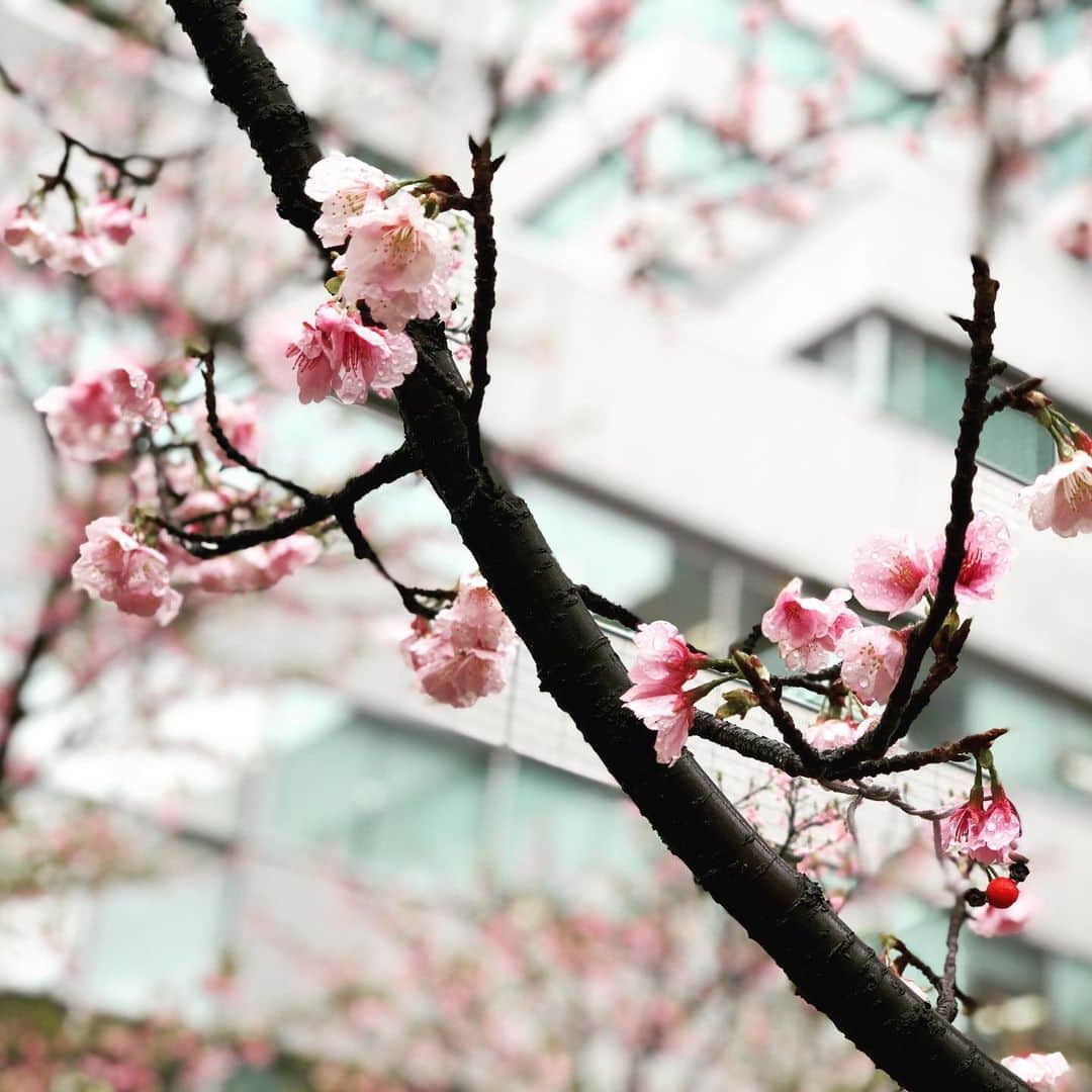 内田恭子さんのインスタグラム写真 - (内田恭子Instagram)「雨で予定が変更になり、家に閉じ込められたボーイズふたり。エネルギーの発散場所がないまま、仕方なく冷たい雨の中お散歩へ。寒いね、今日は。でも春を見つけては、明日は晴れてくれますようにと願う帰り道。  #今日は寒いね　#雨の一日　#ボーイズ2人の溢れるエネルギーどうするよ　#明日は晴れるかな　#内田恭子　#kyokouchida」3月2日 15時32分 - kyoko.uchida.official
