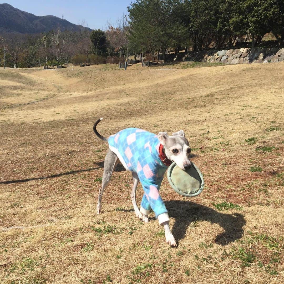 のインスタグラム：「3月9日(月)新開地喜楽館での「ラジ関寄席」が5月11日(月)に延期となりました。 私は今日もワンコと戯れてます。 #笑福亭恭瓶  #喜楽館」