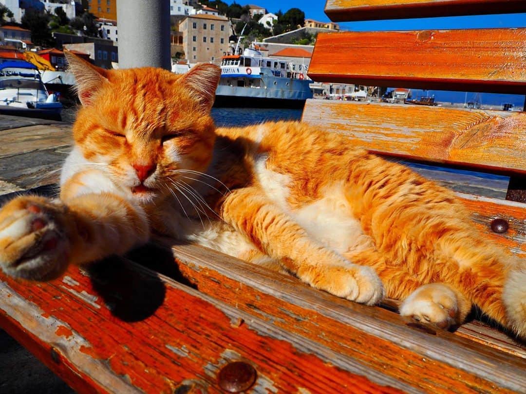 夢乃あいかのインスタグラム：「. 昨日無事に日本帰ってきました🇯🇵 . ギリシャもエジプトも楽しかったなぁ とっても良い旅だったなぁぁあ〜✈︎♡ . 写真はイドラ島の猫ちゃんたち🐱 . #greece #hydraisland #cat」
