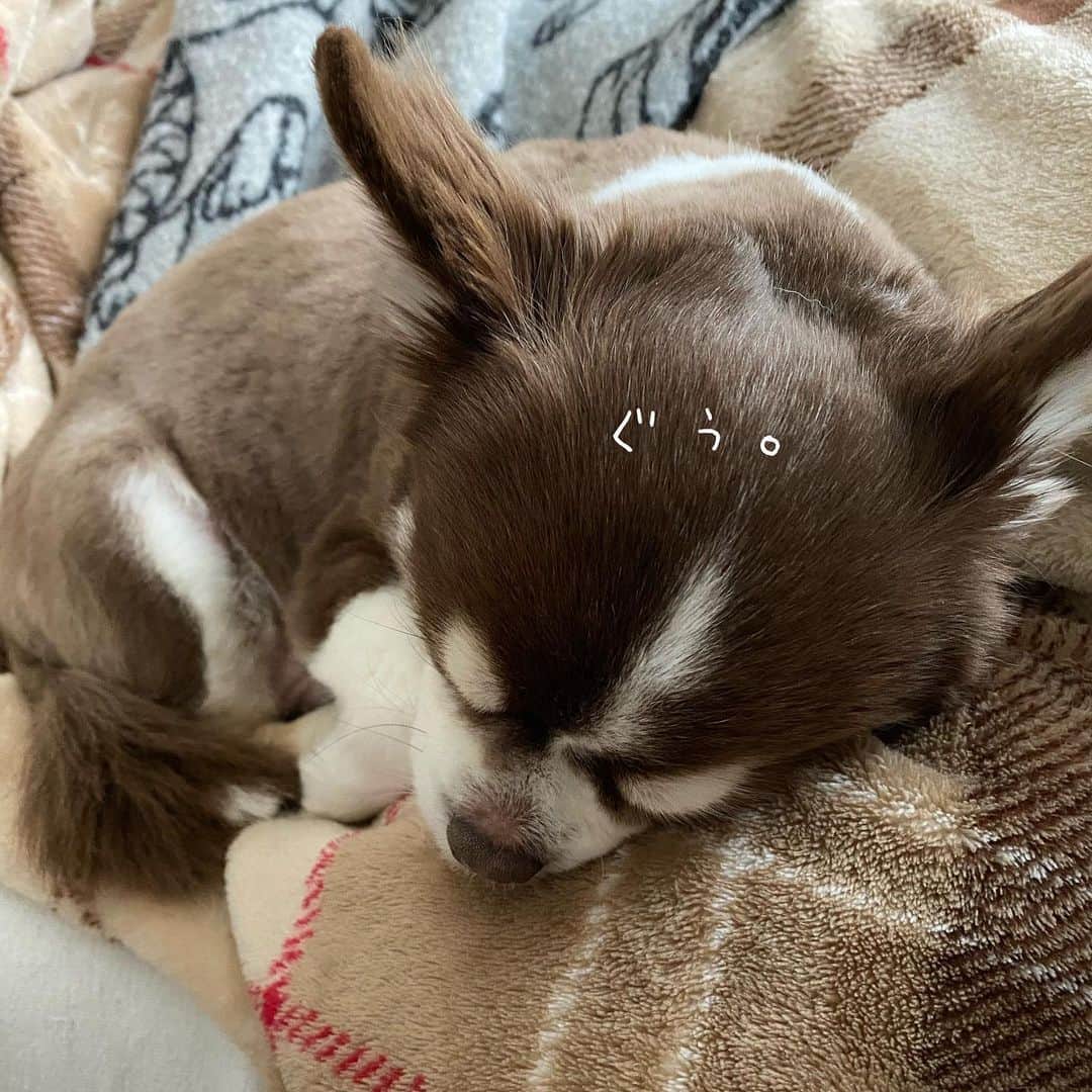 こまけいこのインスタグラム：「トリミング完了。  サマーカット。  #二回りぐらい小さくなった　#ボサボサからツルツルへ　#12歳」