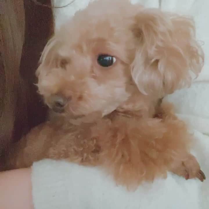 阿部真央のインスタグラム：「昨日の事ですが愛娘（犬）が8歳になりました。撫でられると眠気に勝てないお年頃です。好き好き　#犬‬」