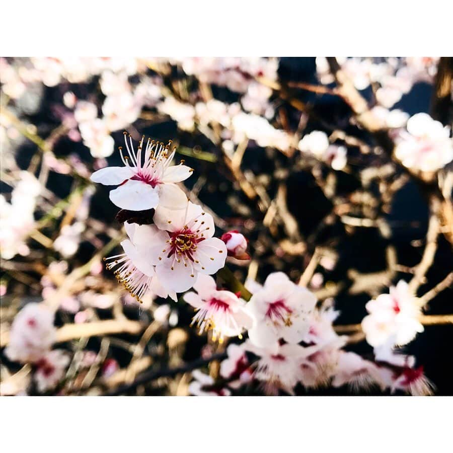 浜崎美保さんのインスタグラム写真 - (浜崎美保Instagram)「梅の花に蜜蜂が舞っていました🐝 ・ ・ 一日も早く穏やかな日常に戻りますように🙏 ・ ・ ・ 今週もTOKYO FMスカイロケットカンパニーでお会いしましょう😌💓 ・ ・ ・ 生放送、始まるよ〜😌🌸 ・ ・ ・ #夕方5時から8時まで #生放送 #tokyofm #スカロケ  #radio #ラジオ #radiko #マンボウやしろ #浜崎美保」3月2日 16時54分 - mihohamasaki_japan