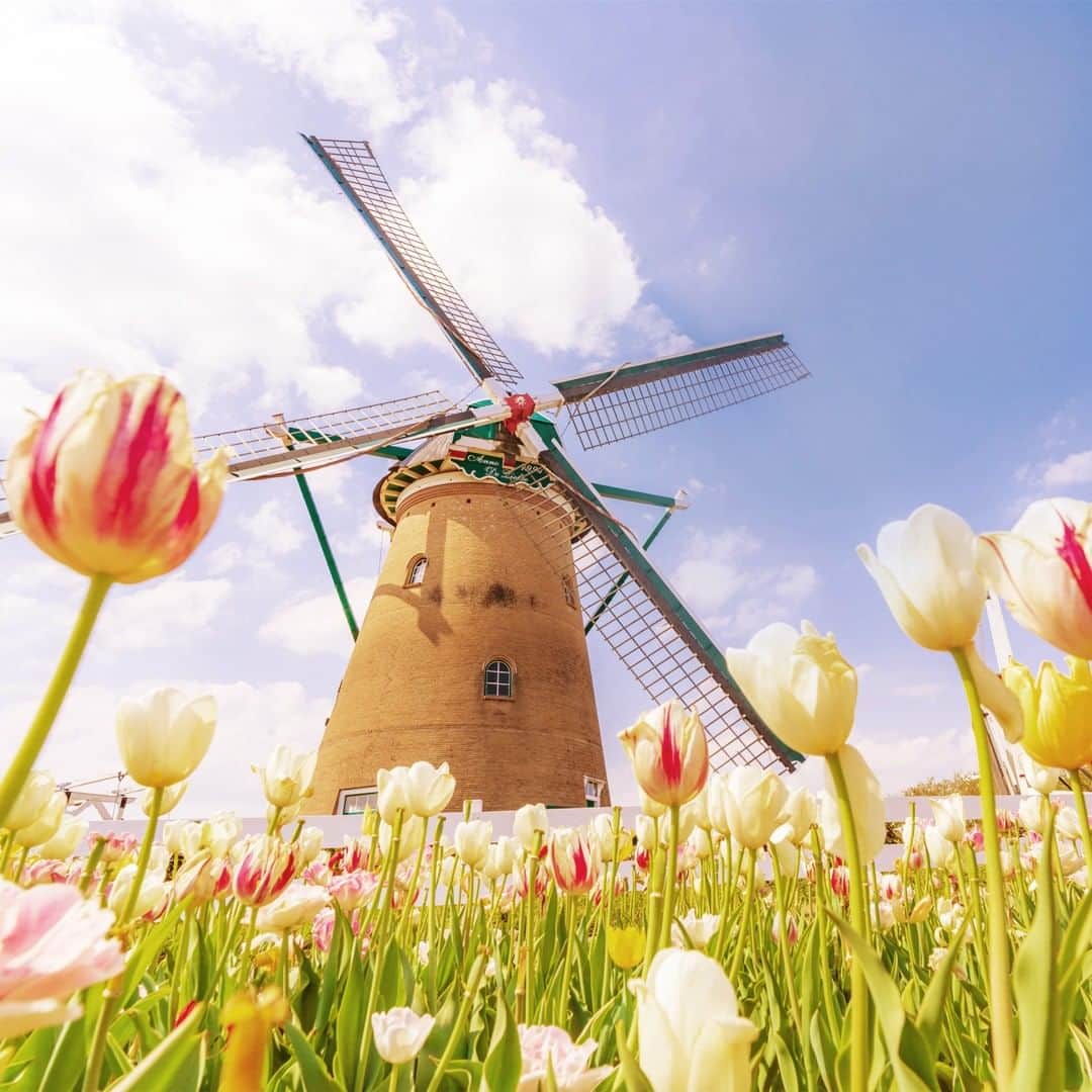 JALさんのインスタグラム写真 - (JALInstagram)「. Every April tulips bask in the sun surrounding the authentic Dutch windmill in Sakura City. #ChargeUpMarch  本場オランダにも負けない #佐倉ふるさと広場 🌷 . . Post your memories with #FlyJAL  #JapanAirlines  #japan #chiba  #flowermagic」3月2日 17時30分 - japanairlines_jal