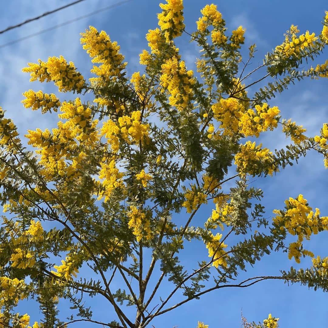落合萌のインスタグラム：「ミモザ。自分の誕生花（4月9日）ってのもあるけど、黄色が元気貰えるから見かけると「あ！♡」てなる。 撮るとき太陽眩しくてどんな風に写ってるかわからないまま適当に撮ったけど、さすがiPhone11proキレイに撮れていた📸 #mimosa #iphone11pro #加工なし」