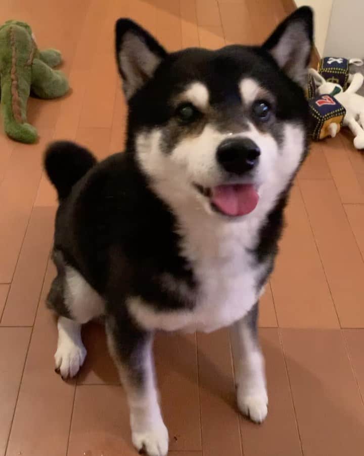 のインスタグラム：「晩ごはんパタパタ🐾 #パタパタ豆 #ごはん待ち柴男子くらぶ #kuroshiba #blackshiba #shibainu #shibastagram #instadog #dogstagram #柴犬 #黒柴 #黑柴 #癒し犬 #いぬら部 #ふわもこ部 #柴犬部 #モフモフ生命体 #柴犬のいる暮らし #柴犬のいる生活 #わんこのいる暮らし #わんこのいる生活 #わんこと一緒 #わんダ動 #わんだふるjapan #taptaptap #tapdance #happyfeet」