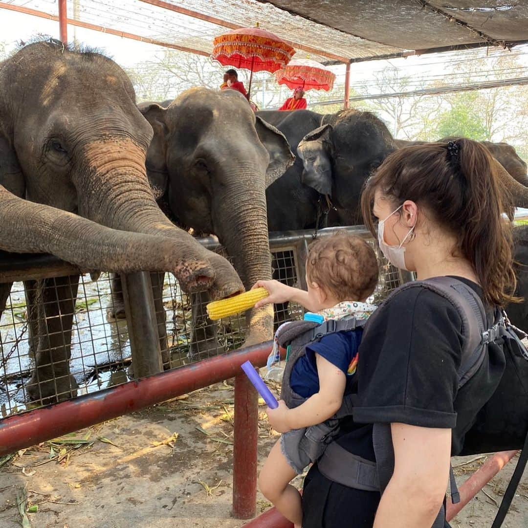 玲奈マリーのインスタグラム：「アユタヤ🌄🐘🐘 #タイ　#タイ旅行 #アユタヤ　#バンコク　#ぞうさん #旅行　#親子旅行　#赤ちゃん　#1歳　#ช้าง #อยุธยา #พระนครศรีอยุธยา #ayutthaya #thailand #thailandtravel #thai #baby #travelingwithbaby #happy #friends #elephants #modeloffduty #modellife」