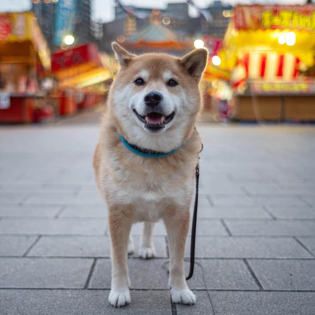 まる（まるたろう）さんのインスタグラム写真 - (まる（まるたろう）Instagram)「Come home early!✨🐶✨みんな早く帰っておいで #お腹すいたでしょ #まるもお腹すいた #ご飯はみんなで食べた方が美味しいもんね #お付き合いしますよ #そこの焼き鳥買ってこか #パパお財布出して #はよ」3月2日 19時52分 - marutaro