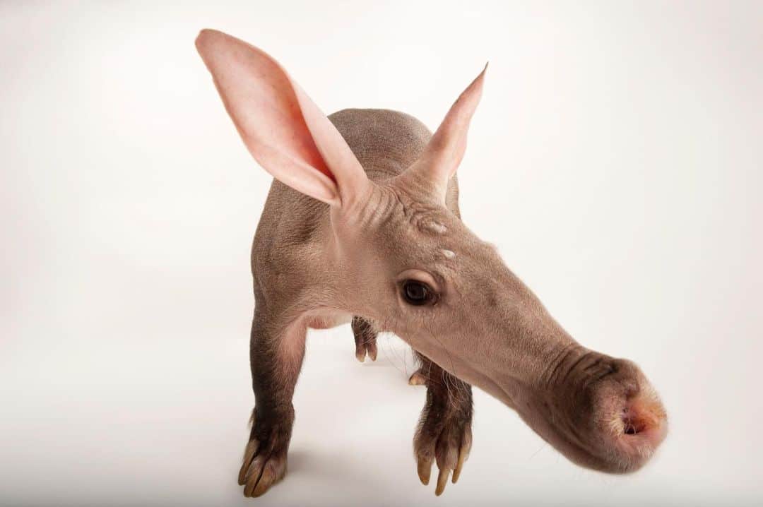Joel Sartoreさんのインスタグラム写真 - (Joel SartoreInstagram)「Today marks the beginning of National Aardvark Week! Aardvarks like this one @theomahazoo live throughout Africa, south of the Sahara Desert. Their name comes from South Africa's Afrikaans language and means “earth pig,” but if you look closely you’ll see that the aardvark appears to borrow features from many different animals! Aardvarks are nocturnal, spending the day holed up in cool underground burrows then emerging after sunset to acquire their favorite food—termites. Habitat loss threatens this species throughout the African continent, but hunting for bushmeat is also an increasing threat to Aardvark populations in some countries. Parts of the animal that aren't eaten are used to make items like bracelets and charms - a reminder to all of us to be informed consumers when making purchases at home and abroad so that we don’t buy wildlife products! #NationalAardvarkWeek #Aardvark #longnose #bigears #earthpig #Africa #PhotoArk #savetogether」3月2日 20時00分 - joelsartore