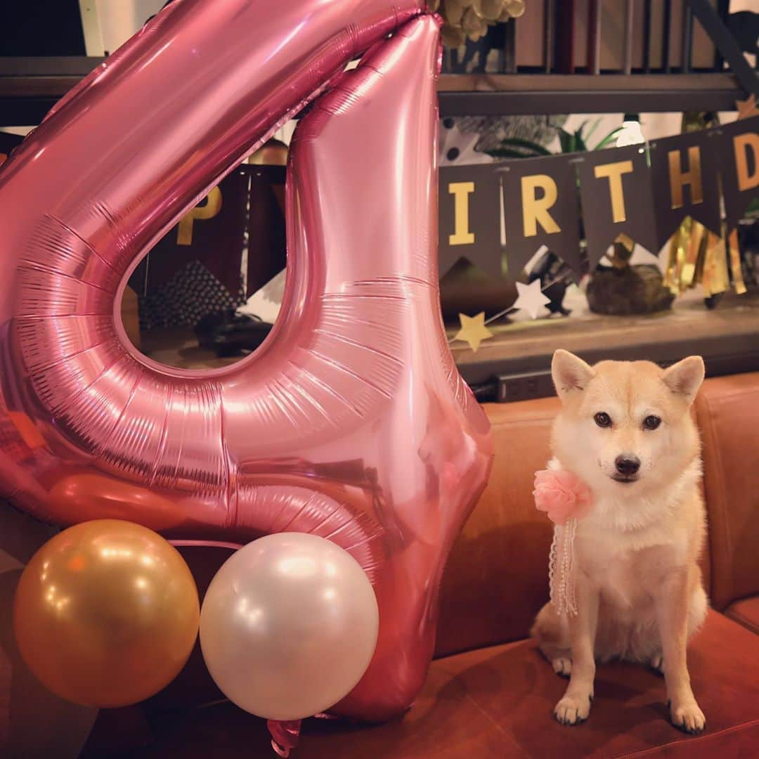 アブさんのインスタグラム写真 - (アブInstagram)「今日はシバチャ4歳の誕生日！さらに大人の魅力溢れる柴犬になったね！これからもずっと元気でいてね！！誕生日おめでとう！！！　#dog #シバチャ #柴犬 #誕生日 #happybirthday」3月2日 20時15分 - abuuungram