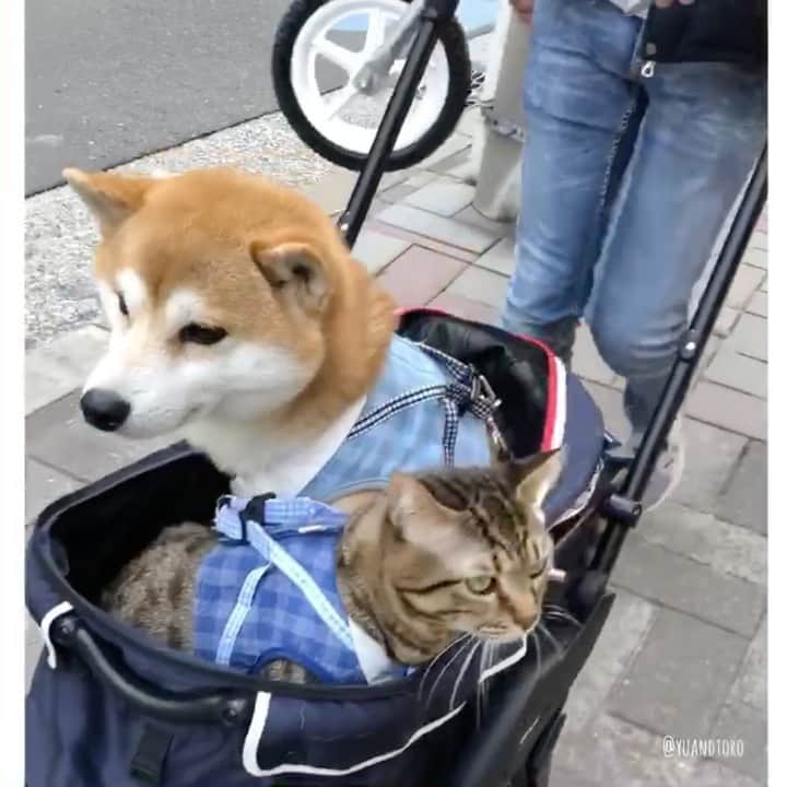 ゆうとろ（柴犬ゆうと猫のとろ）のインスタグラム