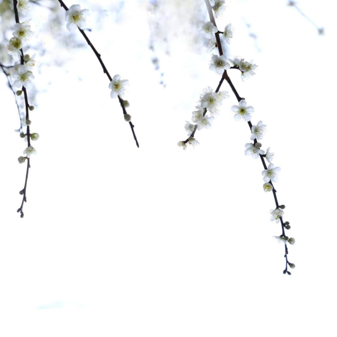harumiさんのインスタグラム写真 - (harumiInstagram)「Japanese plum blossoms🌸. 🌸Ume🌸. . うめっ.」3月2日 20時44分 - harumirumiru