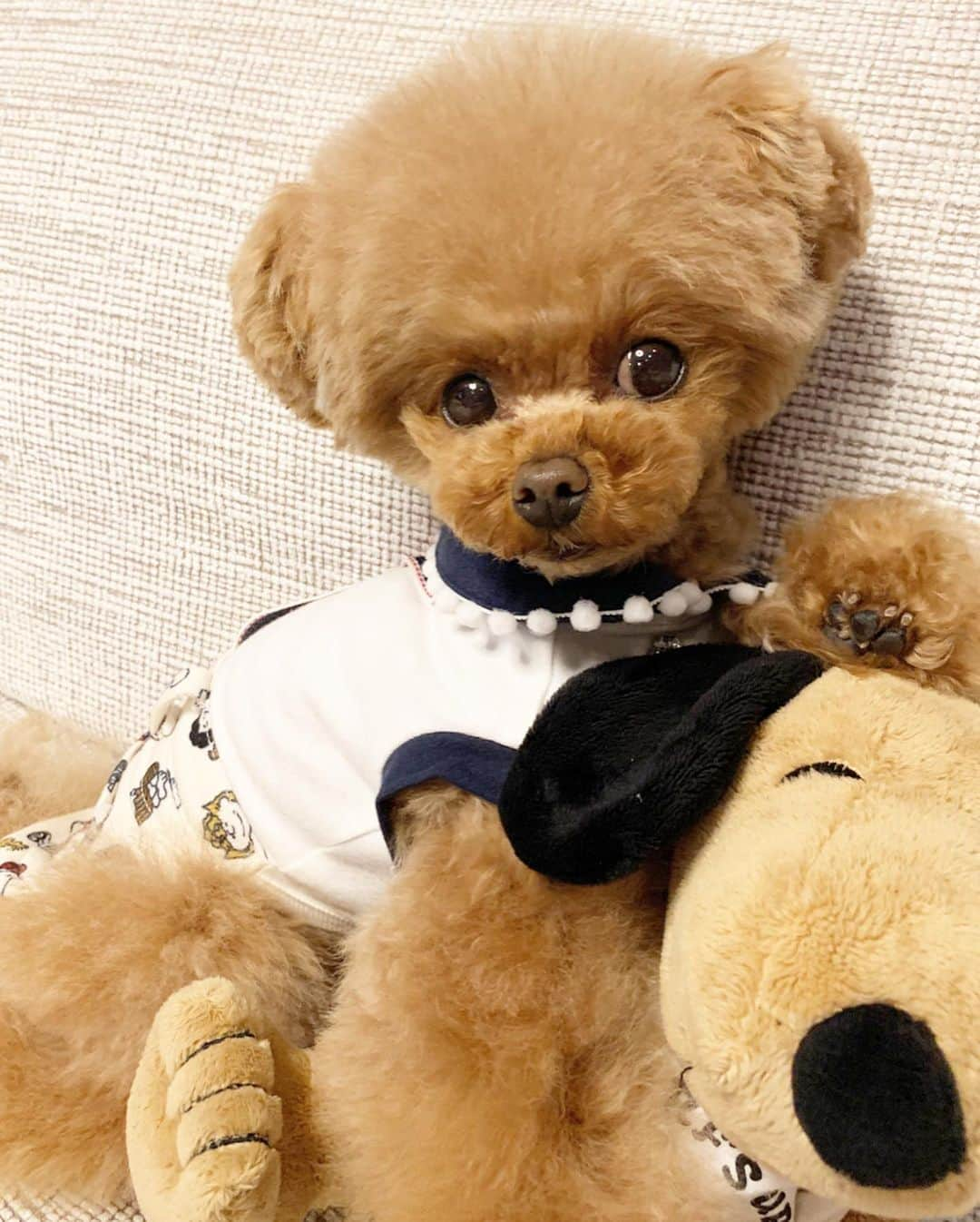 ? Tia ?さんのインスタグラム写真 - (? Tia ?Instagram)「SNOOPY🧸💕💕 … ‥ … スヌーピーのお洋服可愛すぎて🥺💖 ... #toypoodle #teacuppoodle #lovemydog #トイプードル #cutepoodle #poodlesofinstagram #cutest #instadog #lovemybaby #dogmodel #modeldog #cutedog #トイプー #toypoodlelove #ilovemydog #puppilyhills #スヌーピー #snoopy #snoopygrams #snoopydog #snoopylover #snoopydress #スヌーピーコーデ #スヌーピーコラボ #パピリーヒルズ #peanuts #snoopyforever #snoopycollection #lovesnoopy #スヌーピー好き」3月2日 20時52分 - tia1101