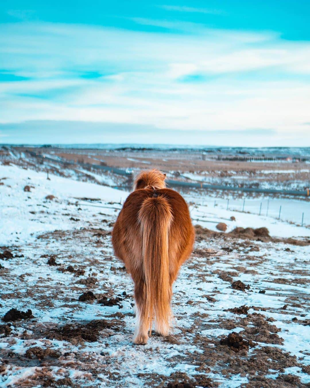 Ryoyaさんのインスタグラム写真 - (RyoyaInstagram)「Somewhere in Iceland🐴 #Iceland #Icelandichorse #orangeandteal」3月2日 21時17分 - ryoya_takashima