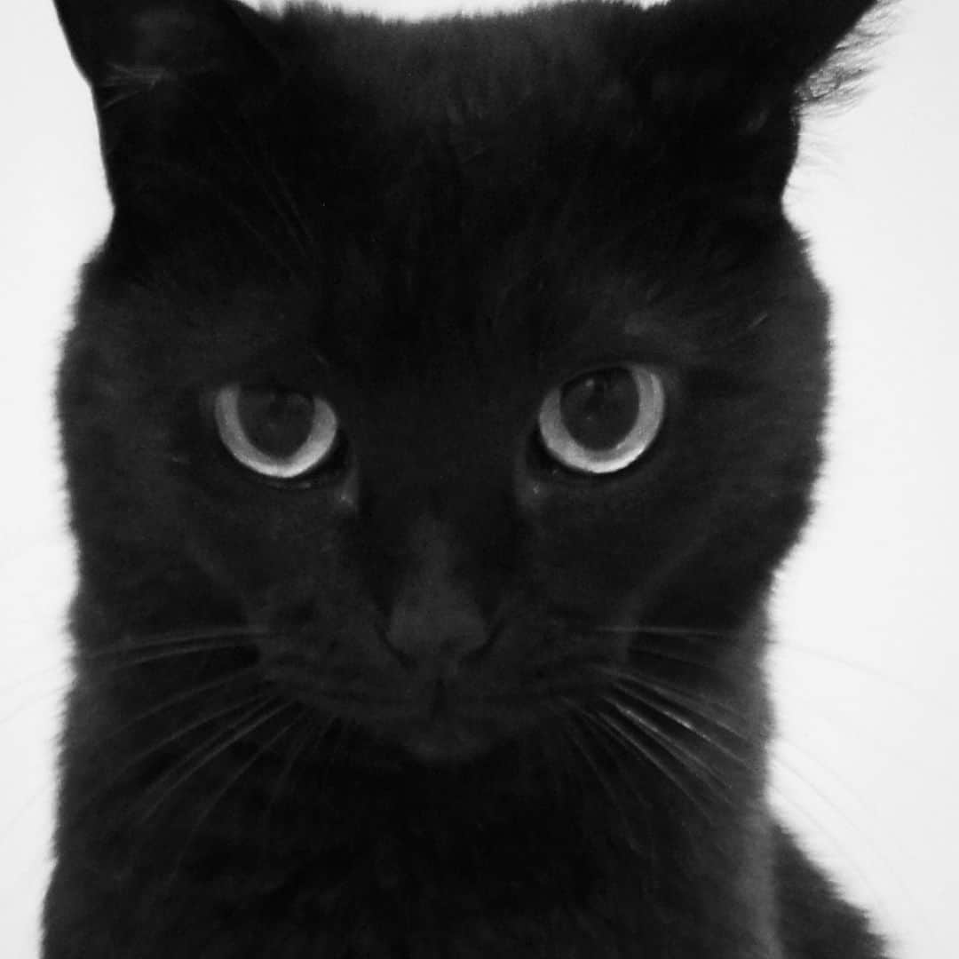 ピーちゃん＆ニャーさんのインスタグラム：「暖かくなってきてうれしいな🐱 新型コロナウィルス対策で、いつも以上に手洗いして手が荒れたよ🤗」
