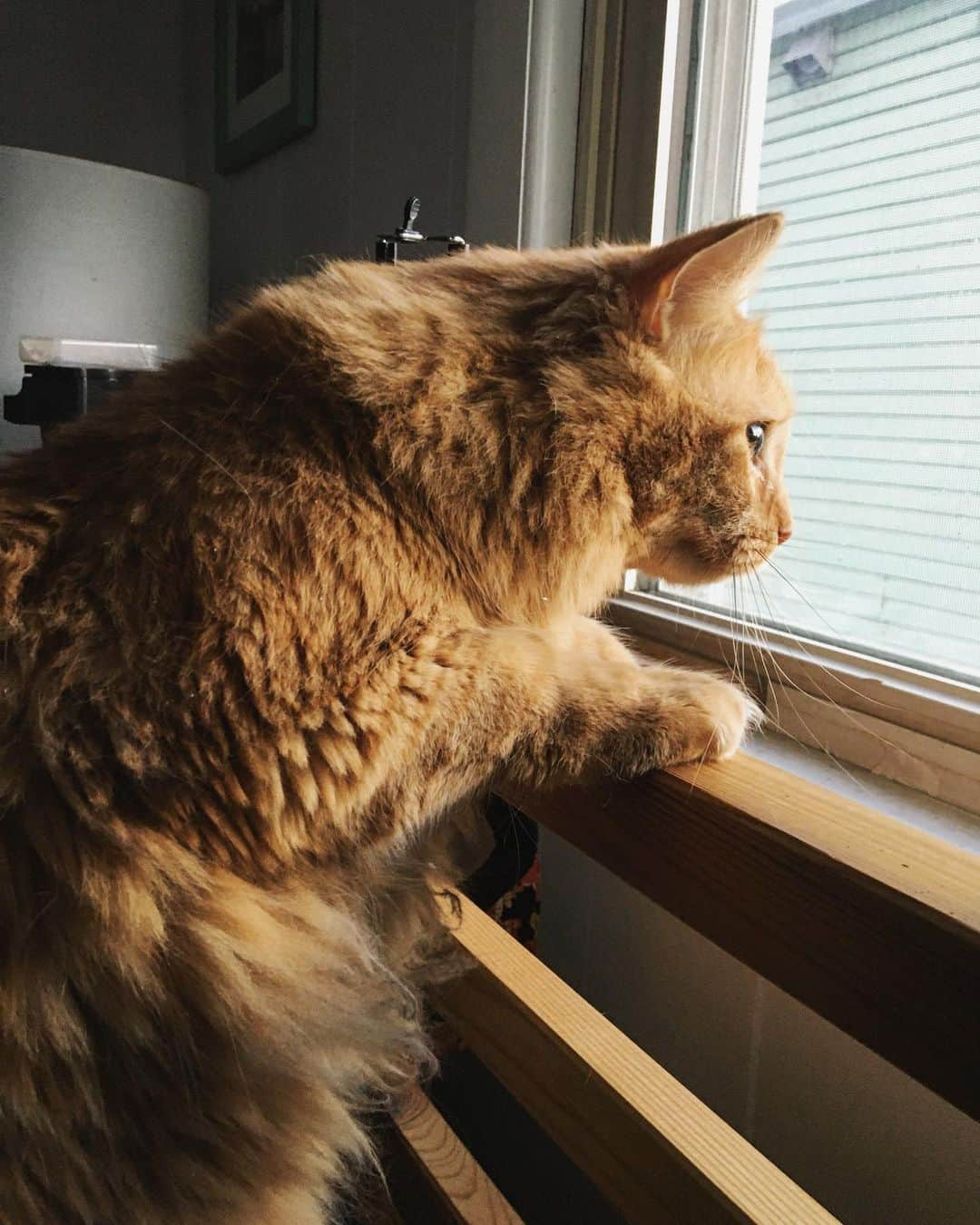 スカイラー・カーギルさんのインスタグラム写真 - (スカイラー・カーギルInstagram)「hey cheddar, whatcha lookin at? oh my gosh my friends, this brave boy has warmed up to me in less than a day and he has my whole heart. he comes to snuggle me when i call him (he replies to jasper, cheddy, cheddar and king at this time 😂) and after a brief minute of snuggling, i’m covered in his hair! he’s got the cutest meow and the cutest face and i’ll have more pictures soon but this boy... he is a light. . #happy #catdad #transandhappy #catsofinstagram #cheddar #mainecoon #bigboy」3月3日 8時30分 - skylarkergil