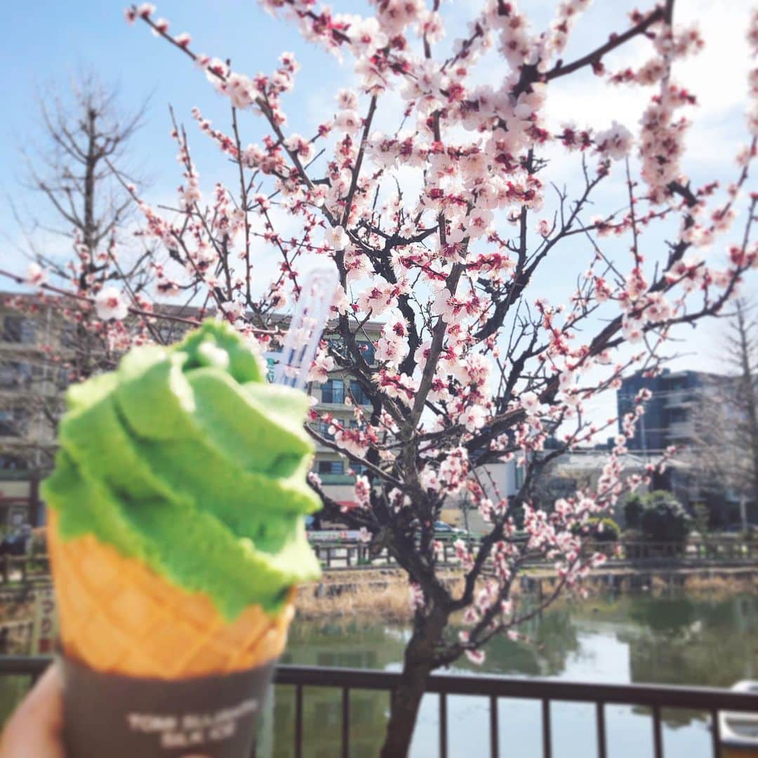 帝子さんのインスタグラム写真 - (帝子Instagram)「こないだお散歩してたら咲いてた〜！ たぶん梅〜！たぶん」3月3日 7時22分 - soraimuteiko
