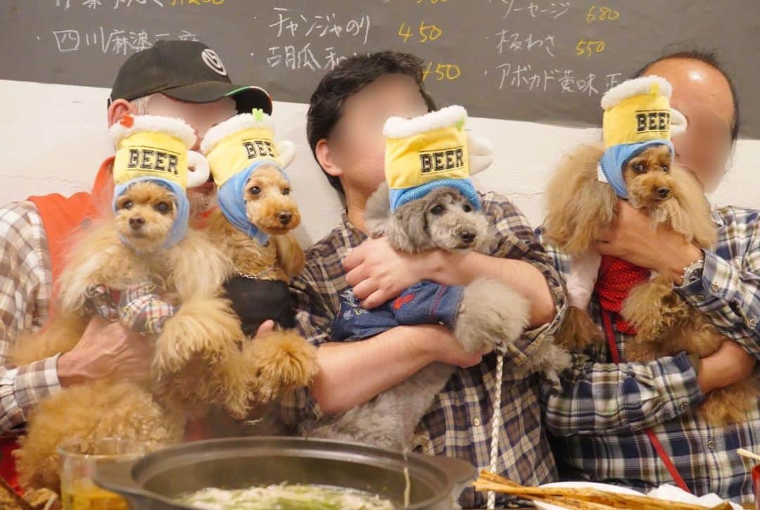 Toypoodle Mikuru?Asakusa Tokyoのグルメインスタ