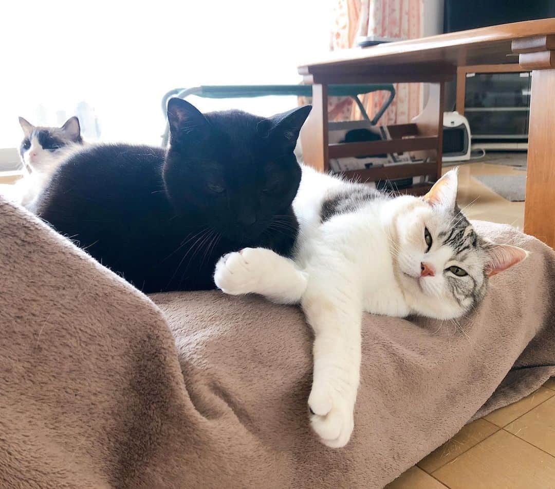 Natsukiのインスタグラム：「クロス！  こっそり3にゃん揃っております笑  #cat  #scottishfold  #猫のいる暮らし」