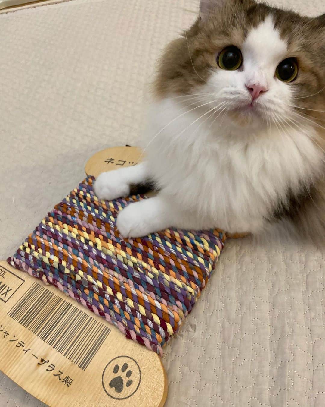 マンチカンのココ王子さんのインスタグラム写真 - (マンチカンのココ王子Instagram)「どこに掛けてもらおうかにゃー😺」3月3日 0時21分 - cocolog_cat