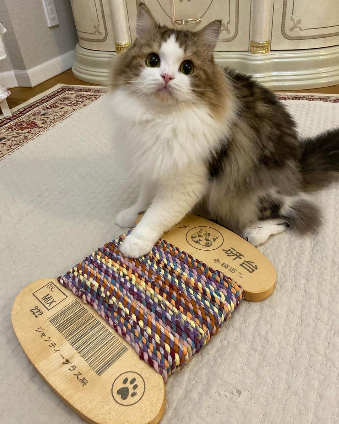 マンチカンのココ王子のインスタグラム：「どこに掛けてもらおうかにゃー😺」